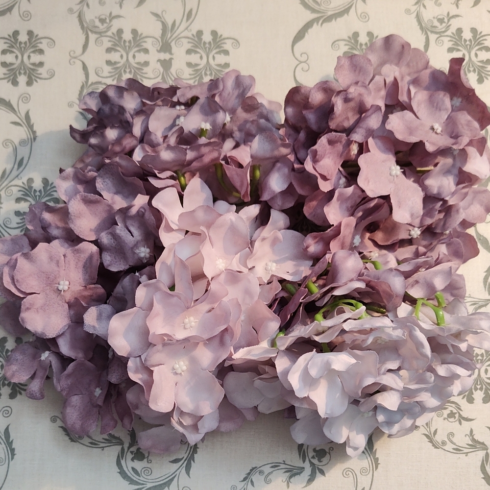 50+ Variegated Purple Died Hydrangeas.